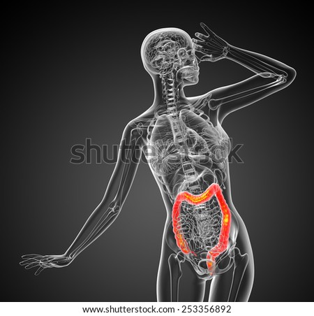 3d render medical illustration of the large intestine - front view