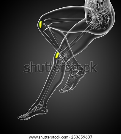 3d render medical 3d illustration of the patella bone - side view
