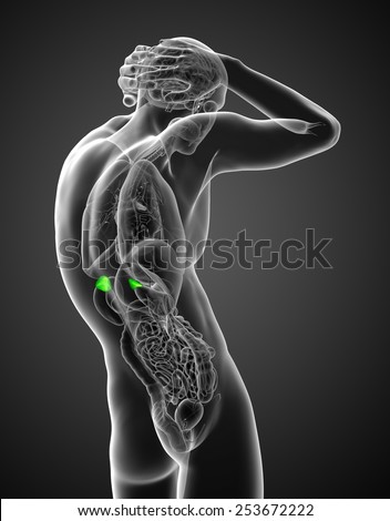 3d render medical illustration of the human adrenal glands - side view