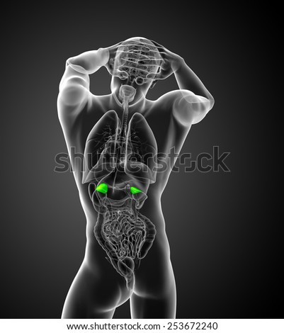 3d render medical illustration of the human adrenal glands - back view