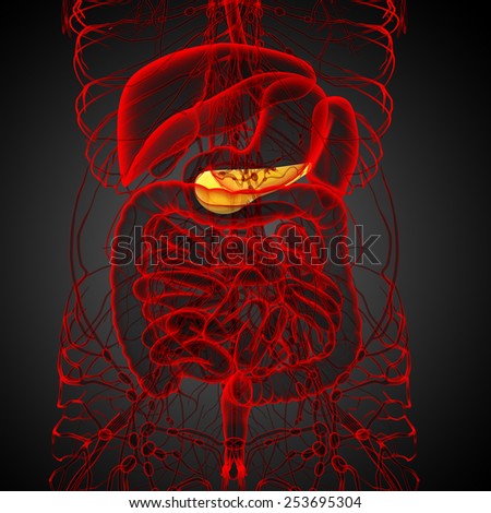 3d render medical illustration of the  pancrease - front view