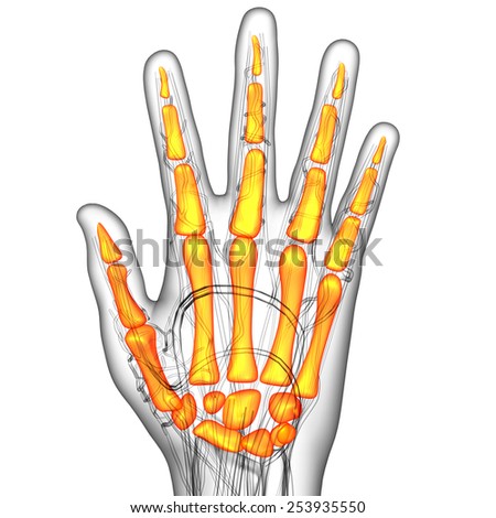 3d render illustration of the skeleton hand - bottom view
