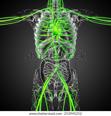 3d render medical illustration of the vascular system - front view