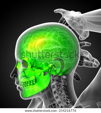 3d render medical illustration of the human skull - side view
