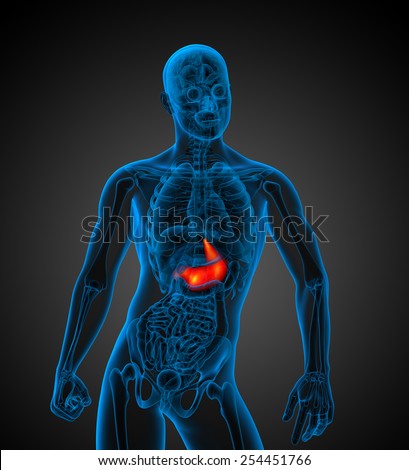 3d render medical illustration of the human stomach - front view