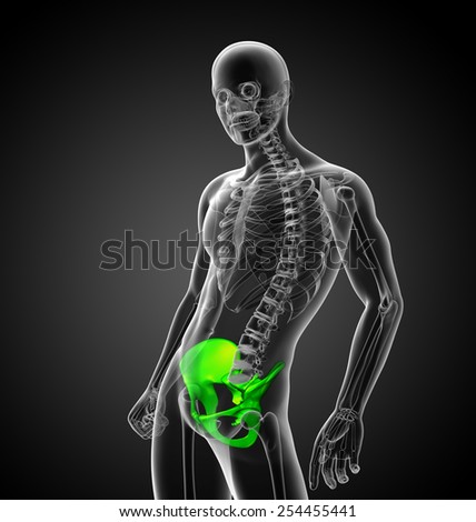 3d render medical illustration of the hip bone - side view