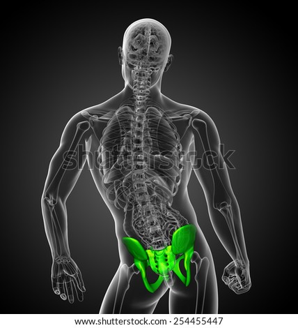 3d render medical illustration of the hip bone - back view