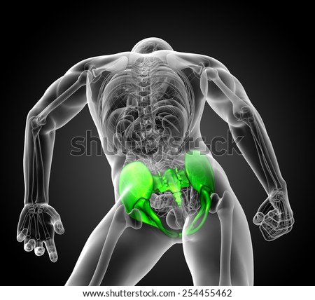 3d render medical illustration of the hip bone - bottom view