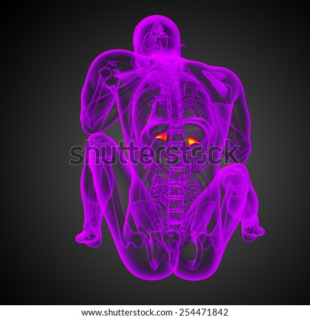 3d render illustration of the human adrenal - back view