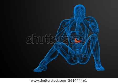 3d render medical illustration of the gallblader and pancrease - front view