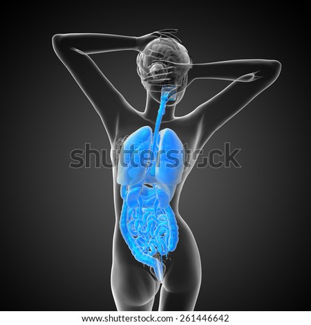 3d render medical illustration of the human digestive system and respiratory system - back view