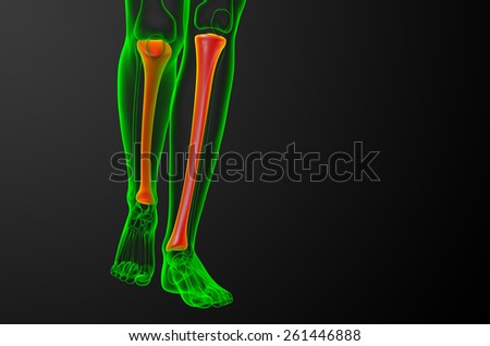 3d render medical illustration of the tibia bone - front view