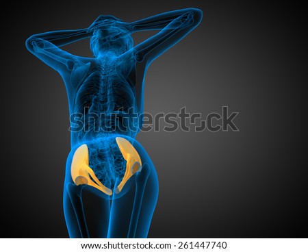 3D medical illustration of the pelvis bone - back view