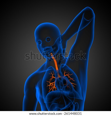 3D medical illustration of the male bronchi - front view