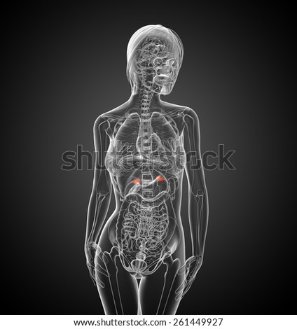 3d render medical illustration of the spleen - front view
