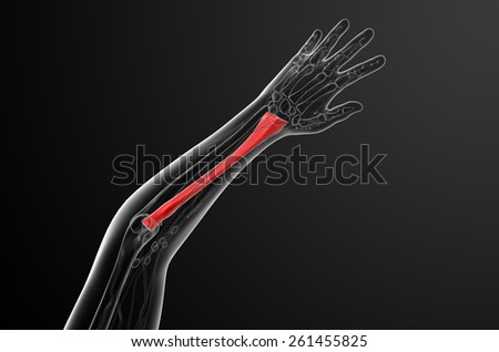 3d render medical illustration of the radius bone - top view