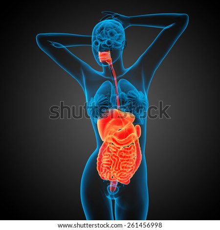 3d render medical illustration of the human digestive system - front view