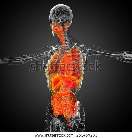 3d render medical illustration of the human digestive system and respiratory system - side view