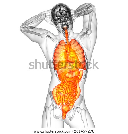 3d render medical illustration of the human digestive system and respiratory system - front view