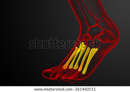 3d render medical illustration of the metatarsal bones - side view