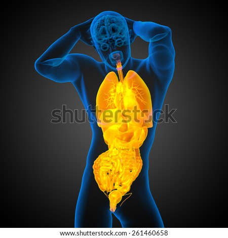 3d render medical illustration of the human digestive system and respiratory system - front view