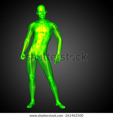 3d render medical illustration of the human anatomy - front view