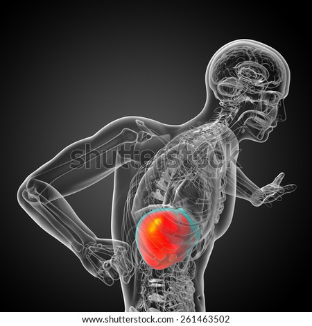 3d render medical illustration of the liver - side view