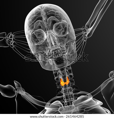 3d render medical illustration of the thyroid gland - front view