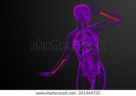 3d render medical illustration of the radius bone - front view