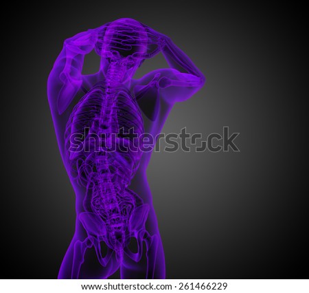 3d render medical illustration of the human anatomy - back view
