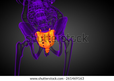 3d render medical illustration of the sacrum bone - side view