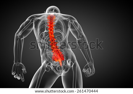 3d render medical illustration of the human spine - bottom view