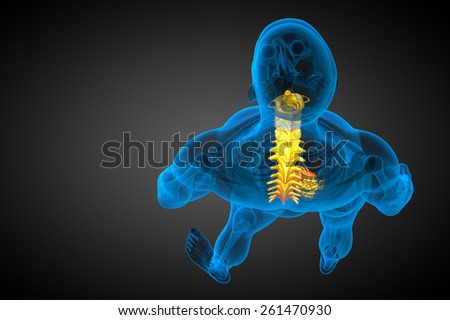 3d render medical illustration of the human spine - top view