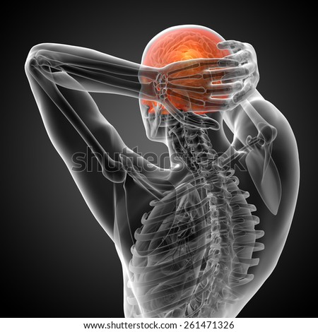 3d render medical illustration of the upper skull - back view