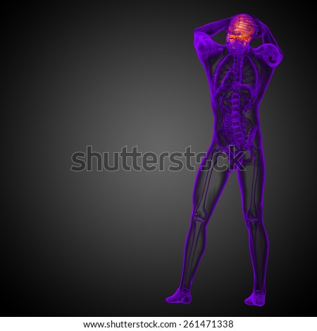 3d render medical illustration of the upper skull - back view