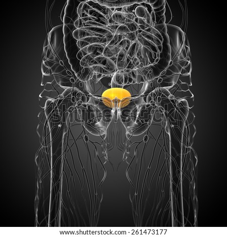 3d render medical illustration of the bladder - front view