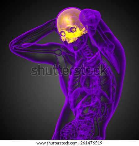 3d render medical illustration of the upper skull - side view