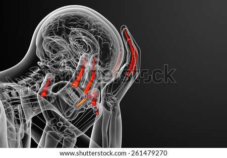 3d render illustration of the human phalanges hand - side view