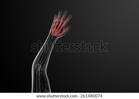 3d render illustration of the skeleton hand - top view