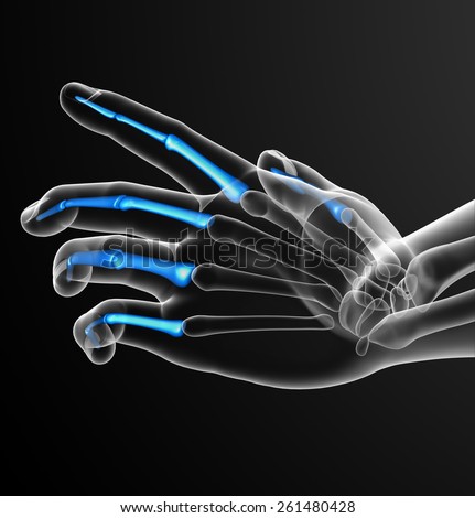 3d render illustration of the human phalanges hand - front view