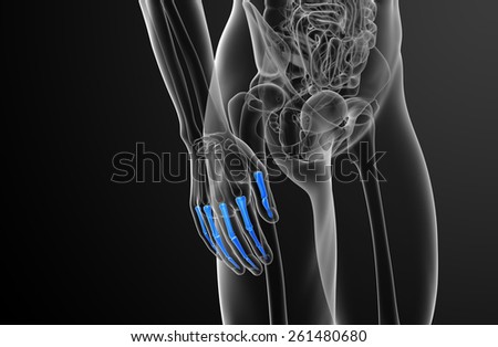 3d render illustration of the human phalanges hand - side view