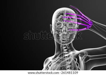 3d render illustration of the skeleton hand - front view