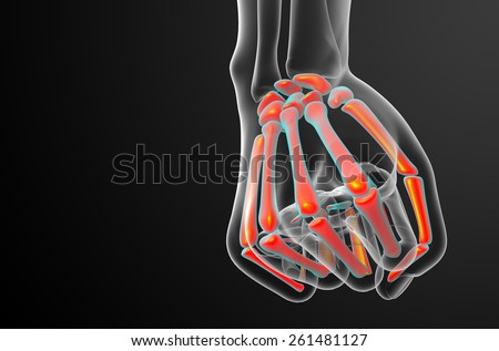 3d render illustration of the skeleton hand - front view