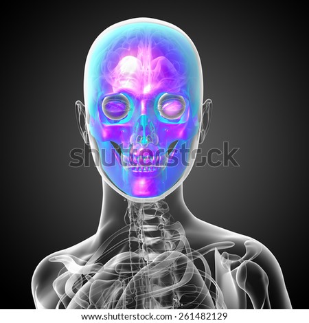 3d render medical illustration of the skull - front view