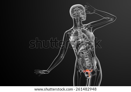 3d render medical illustration of the Reproductive System - front view