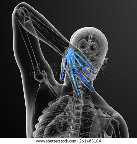 3d render illustration of the skeleton hand - back view