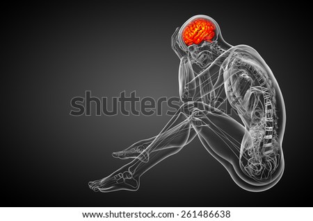3D medical illustration of the brain  - side view