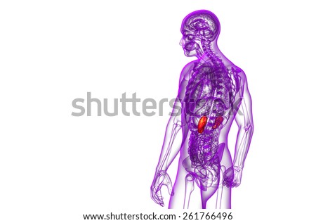 3d render medical illustration of the human kidney - side view