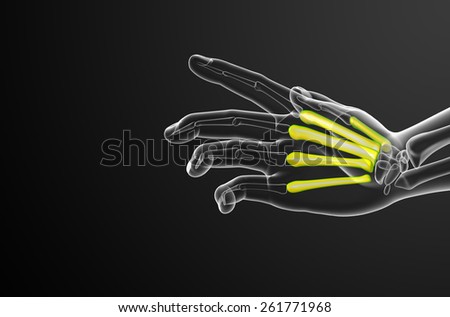 3d render medical illustration of the metacarpal bone - side view