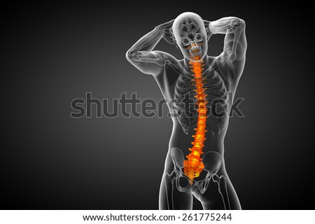 3d render medical illustration of the human spine - front view